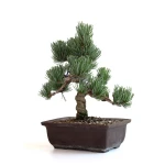 Vente bonsai Pinus Pentaphylla, Pin blanc du Japon Shohin 26 cm PPJP260702MB