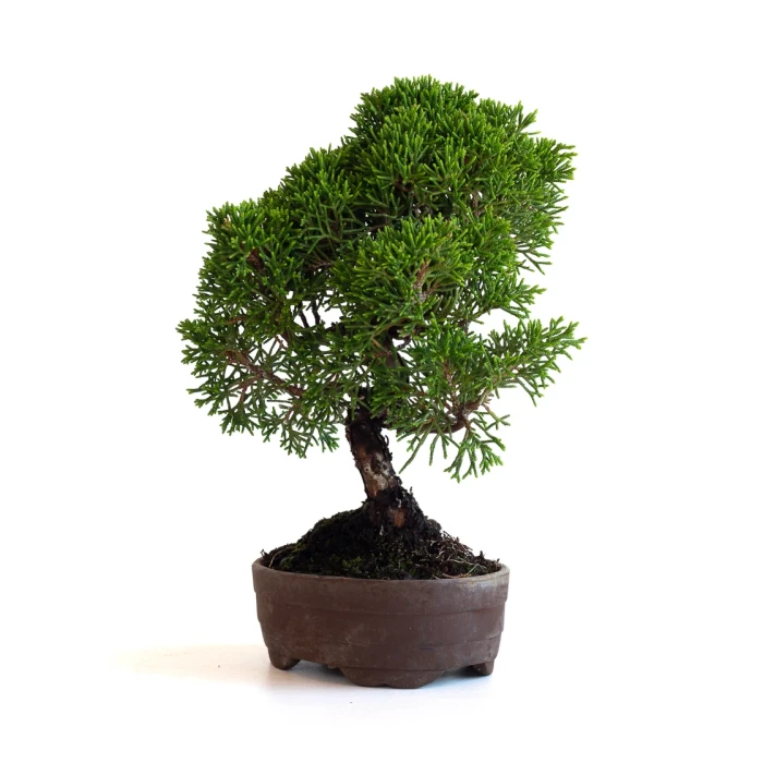 Achat Bonsaï en ligne Shohin Juniperus Chinensis Itoigawa de 22 cm originaire du Japon, âgé d’environ 15/16 ans JCI260701MB