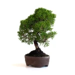 Achat Bonsaï en ligne Shohin Juniperus Chinensis Itoigawa de 22 cm originaire du Japon, âgé d’environ 15/16 ans JCI260701MB