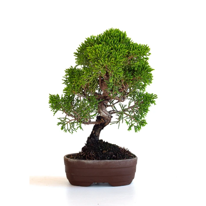 Acheter Bonsaï en ligne Shohin Juniperus Chinensis Itoigawa de 22 cm originaire du Japon, âgé d’environ 15/16 ans JCI260701MB