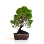 Acheter Bonsaï en ligne Shohin Juniperus Chinensis Itoigawa de 22 cm originaire du Japon, âgé d’environ 15/16 ans JCI260701MB