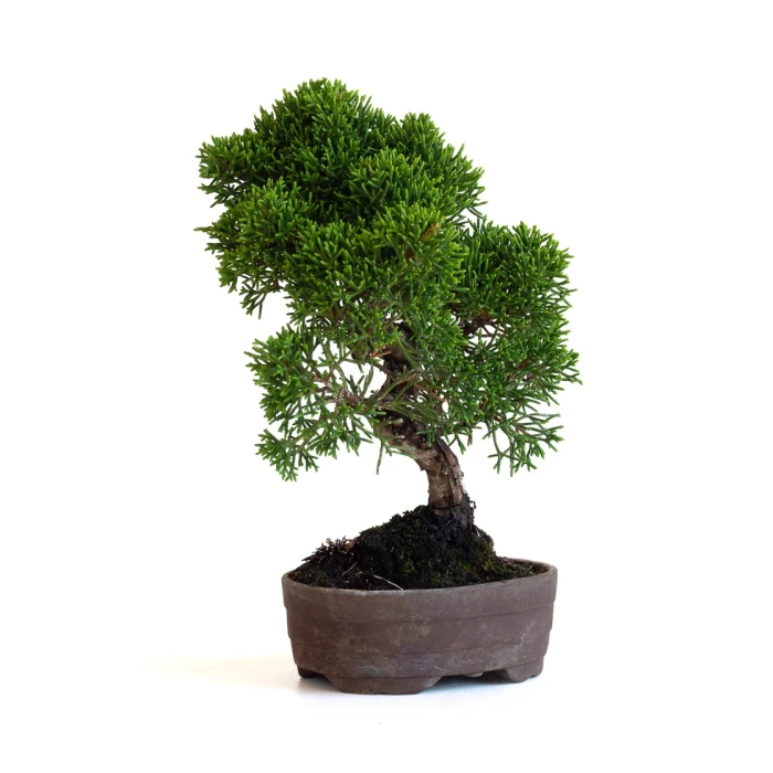 Vente Bonsaï en ligne Shohin Juniperus Chinensis Itoigawa de 22 cm originaire du Japon, âgé d’environ 15/16 ans JCI260701MB