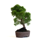 Vente Bonsaï en ligne Shohin Juniperus Chinensis Itoigawa de 22 cm originaire du Japon, âgé d’environ 15/16 ans JCI260701MB