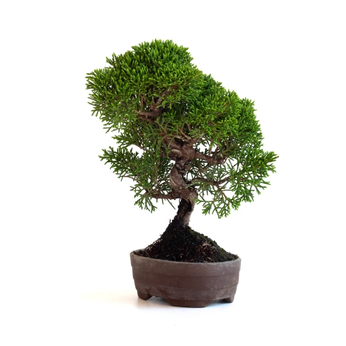 Acheter Bonsaï Shohin Juniperus Chinensis Itoigawa de 22 cm originaire du Japon, âgé d’environ 15/16 ans JCI260701MB