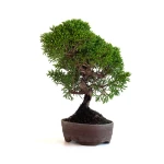 Acheter Bonsaï Shohin Juniperus Chinensis Itoigawa de 22 cm originaire du Japon, âgé d’environ 15/16 ans JCI260701MB