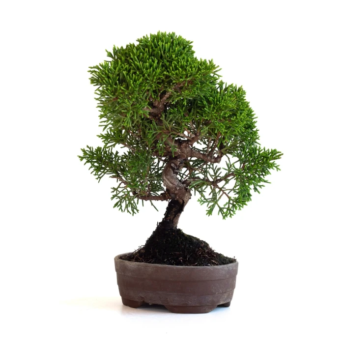 Vente Bonsaï Shohin Juniperus Chinensis Itoigawa de 22 cm originaire du Japon, âgé d’environ 15/16 ans JCI260701MB