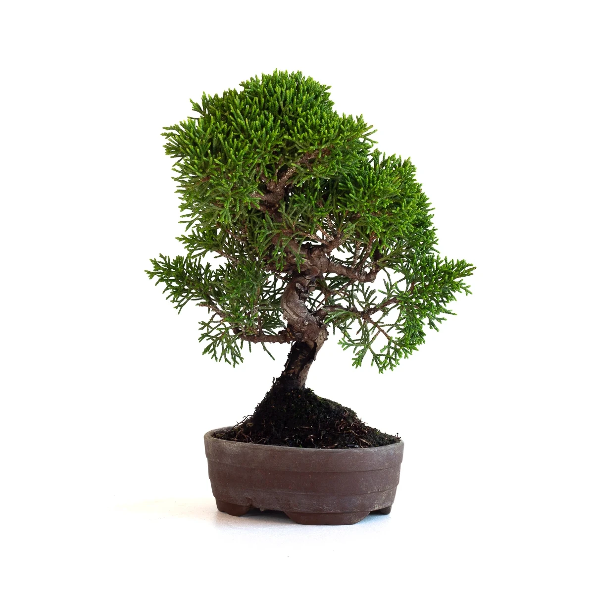 Vente Bonsaï Shohin Juniperus Chinensis Itoigawa de 22 cm originaire du Japon, âgé d’environ 15/16 ans JCI260701MB