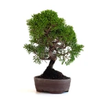 Vente Bonsaï Shohin Juniperus Chinensis Itoigawa de 22 cm originaire du Japon, âgé d’environ 15/16 ans JCI260701MB