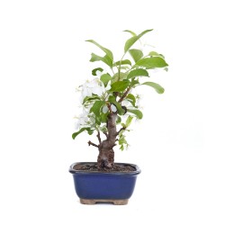 Vente de Bonsai Malus sp. PZ-ERWIAM 29 cm MAL260301MB