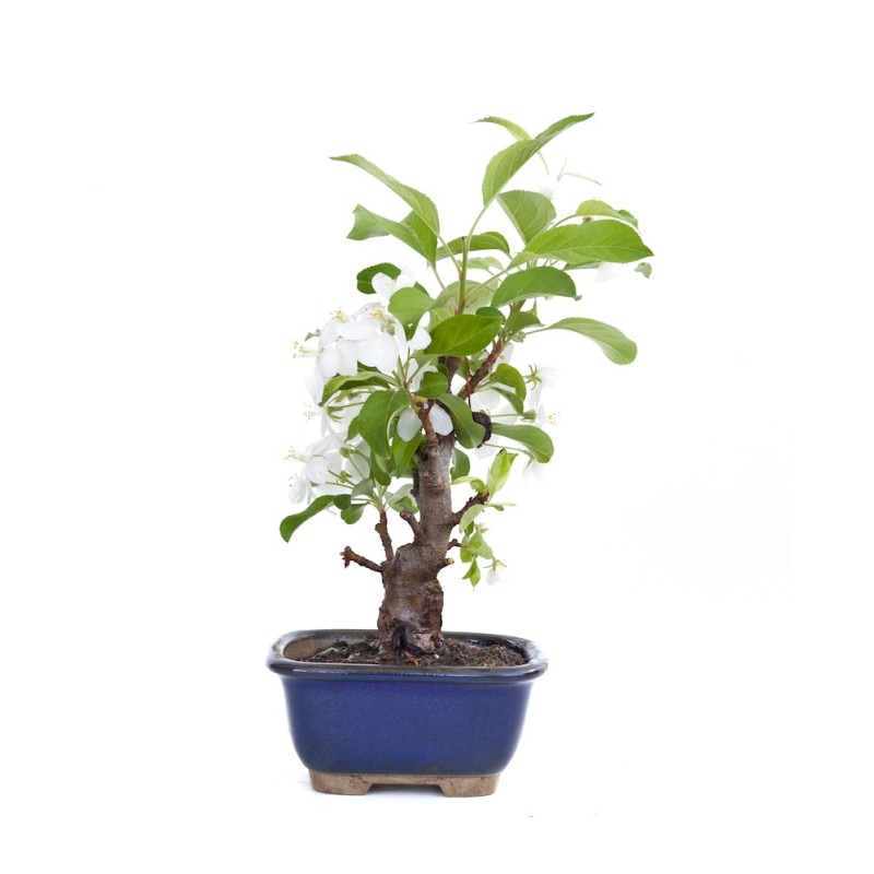 Vente de Bonsai Malus sp. PZ-ERWIAM 29 cm MAL260301MB