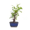 Vente de Bonsai Malus sp. PZ-ERWIAM 29 cm MAL260301MB