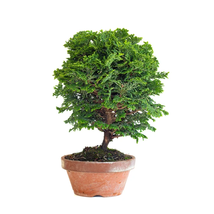 Vente de Bonsai Shohin Chamaecyparis Obtusa 24 cm Sankaly Bonsai