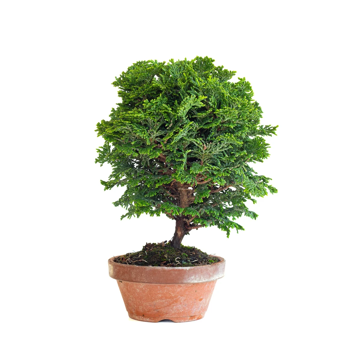 Vente de Bonsai Shohin Chamaecyparis Obtusa 24 cm Sankaly Bonsai