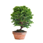 Vente de Bonsai Shohin Chamaecyparis Obtusa 24 cm Sankaly Bonsai