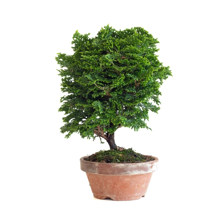 Achat Bonsai Shohin Chamaecyparis Obtusa 24 cm Sankaly Bonsai