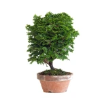 Achat Bonsai Shohin Chamaecyparis Obtusa 24 cm Sankaly Bonsai
