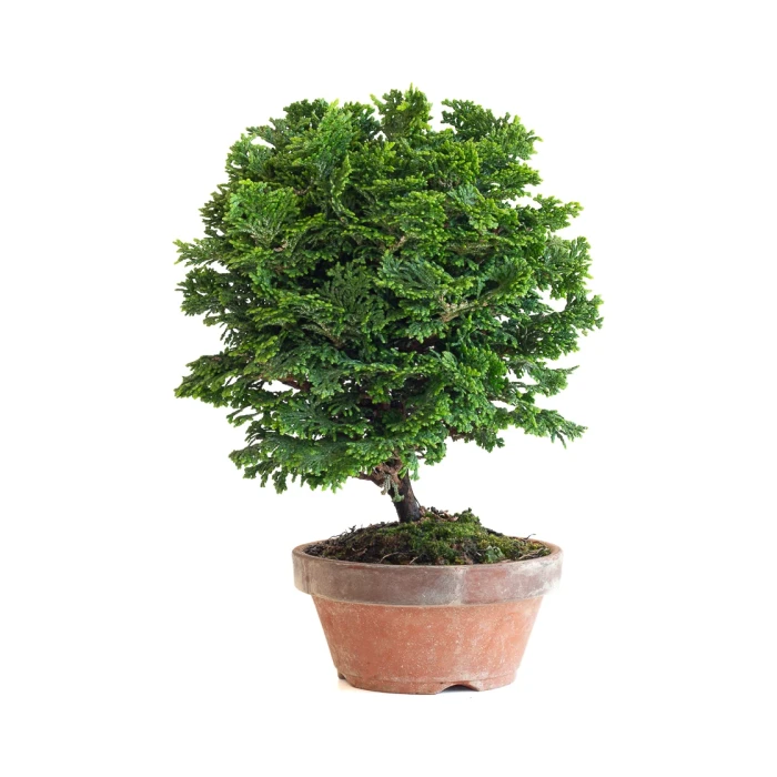 Acheter Bonsai Shohin Chamaecyparis Obtusa 24 cm Sankaly Bonsai