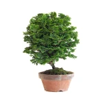 Acheter Bonsai Shohin Chamaecyparis Obtusa 24 cm Sankaly Bonsai