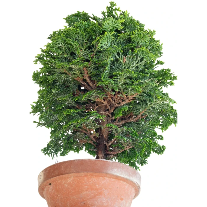 Acheter Bonsai en ligne Shohin Chamaecyparis Obtusa 24 cm Sankaly Bonsai