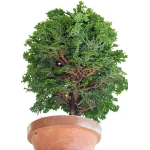 Acheter Bonsai en ligne Shohin Chamaecyparis Obtusa 24 cm Sankaly Bonsai