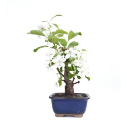 Acheter Bonsai Malus sp. PZ-ERWIAM 29 cm MAL260301MB