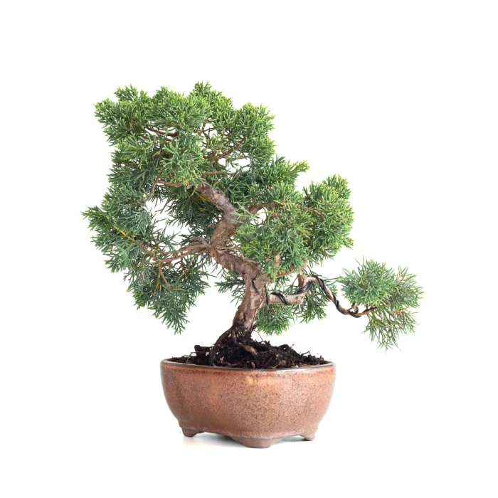 Achat Bonsaï en ligne Juniperus Chinensis de 36 cm originaire du Japon, âgé d’environ 15 ans JC260603MB