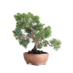 Achat Bonsaï en ligne Juniperus Chinensis de 36 cm originaire du Japon, âgé d’environ 15 ans JC260603MB