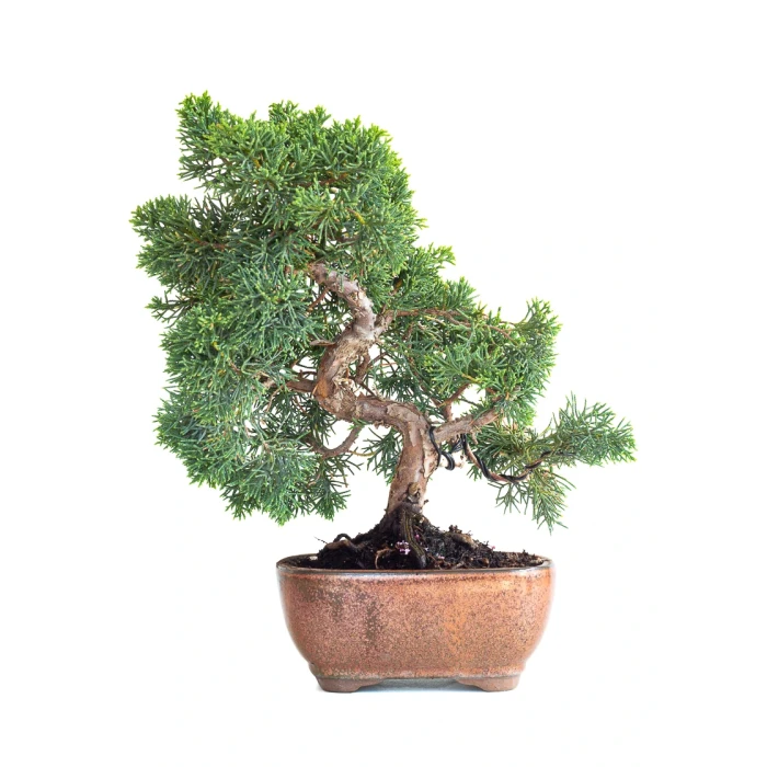 Acheter Bonsaï en ligne Juniperus Chinensis de 36 cm originaire du Japon, âgé d’environ 15 ans JC260603MB