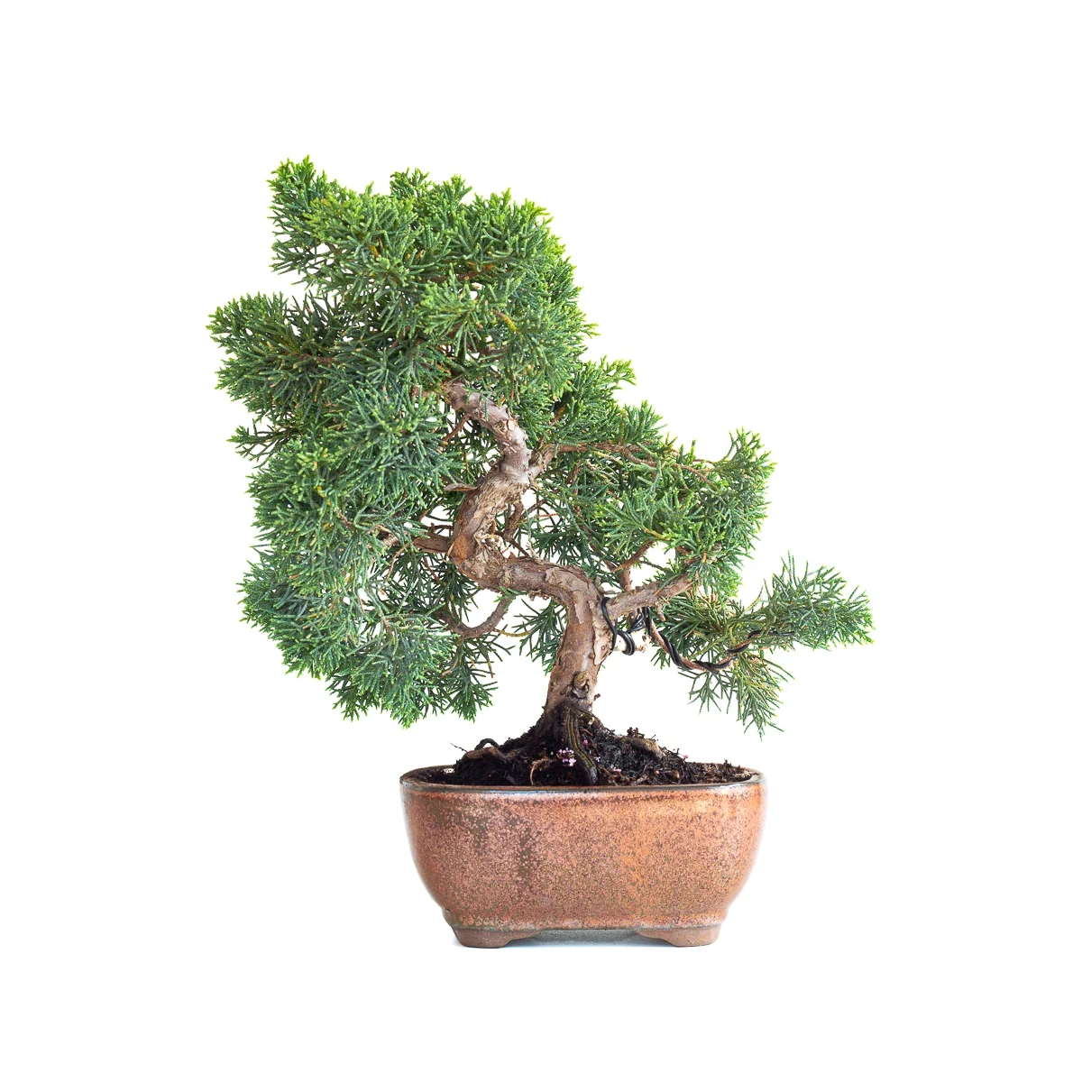 Acheter Bonsaï en ligne Juniperus Chinensis de 36 cm originaire du Japon, âgé d’environ 15 ans JC260603MB
