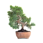 Acheter Bonsaï en ligne Juniperus Chinensis de 36 cm originaire du Japon, âgé d’environ 15 ans JC260603MB