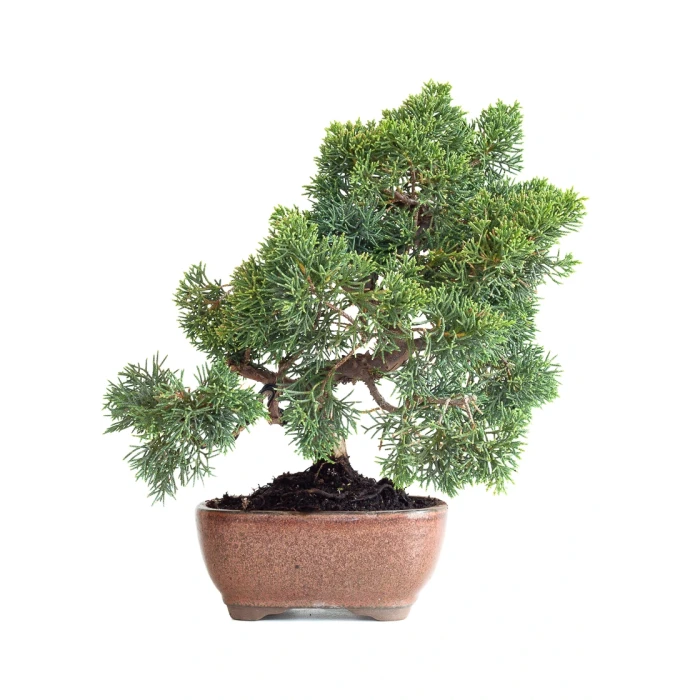 Vente Bonsaï en ligne Juniperus Chinensis de 36 cm originaire du Japon, âgé d’environ 15 ans JC260603MB