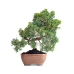 Vente Bonsaï en ligne Juniperus Chinensis de 36 cm originaire du Japon, âgé d’environ 15 ans JC260603MB