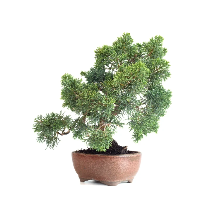 Acheter Bonsaï  Juniperus Chinensis de 36 cm originaire du Japon, âgé d’environ 15 ans JC260603MB