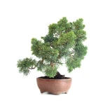 Acheter Bonsaï  Juniperus Chinensis de 36 cm originaire du Japon, âgé d’environ 15 ans JC260603MB