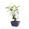 Achat Bonsai Malus sp. PZ-ERWIAM 29 cm MAL260301MB