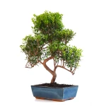 Acheter Bonsai Myrte Myrtus Communis 50cm Sankaly Bonsai