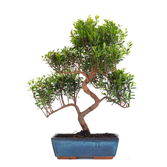 Achat en ligne Bonsai Myrte Myrtus Communis 50cm Sankaly Bonsai