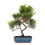 Achat en ligne Bonsai Myrte Myrtus Communis 50cm Sankaly Bonsai