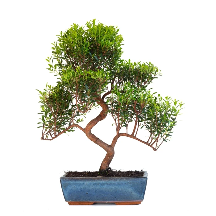 Vente de Bonsai Myrte Myrtus Communis 50cm Sankaly Bonsai