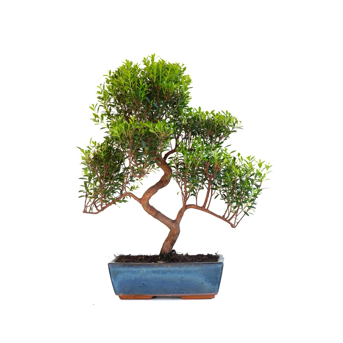 Vente de Bonsai Myrte Myrtus Communis 50cm Sankaly Bonsai