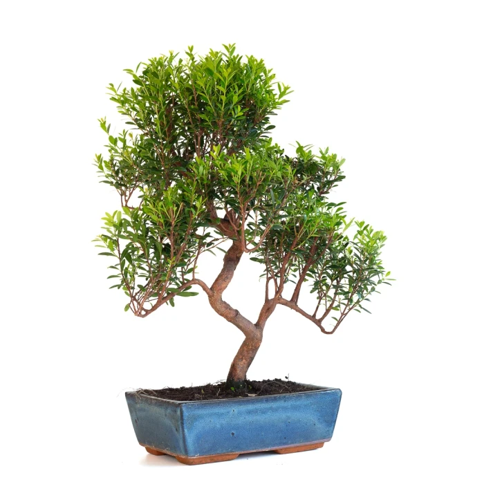 Achat Bonsai Myrte Myrtus Communis 50cm Sankaly Bonsai