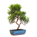 Achat Bonsai Myrte Myrtus Communis 50cm Sankaly Bonsai