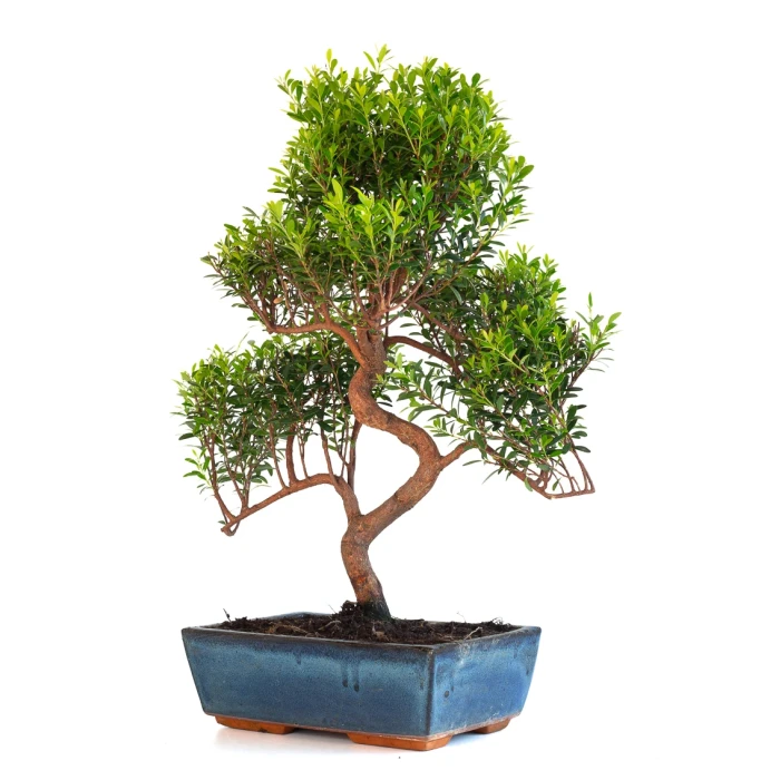 Acheter en ligne Bonsai Myrte Myrtus Communis 50cm Sankaly Bonsai