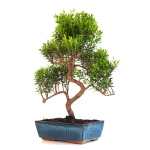 Acheter en ligne Bonsai Myrte Myrtus Communis 50cm Sankaly Bonsai
