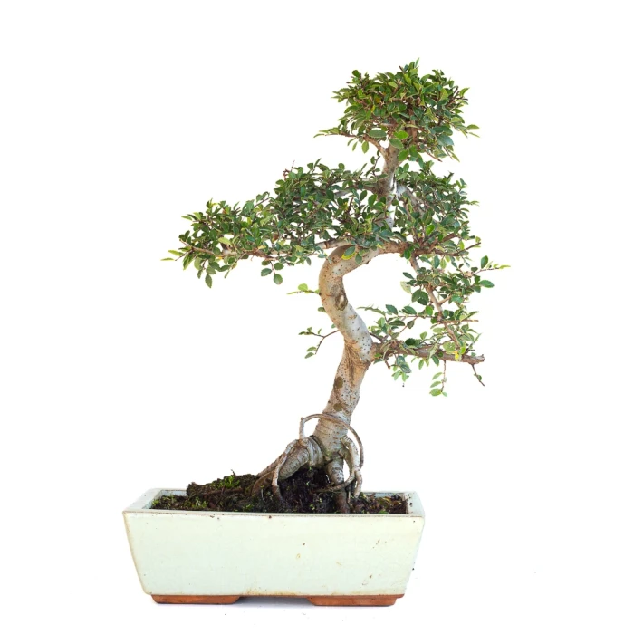 Acheter Bonsai en ligne Orme de Chine Zelkova Parvifolia 46 cm Sankaly Bonsai