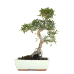 Acheter Bonsai en ligne Orme de Chine Zelkova Parvifolia 46 cm Sankaly Bonsai