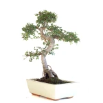 Vente Bonsai en ligne Orme de Chine Zelkova Parvifolia 46 cm Sankaly Bonsai
