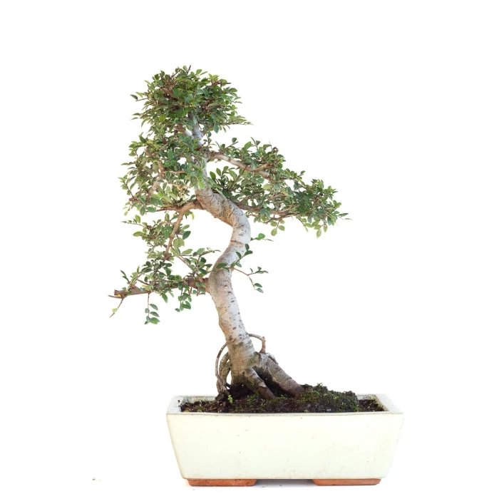 Achat Bonsai en ligne Orme de Chine Zelkova Parvifolia 46 cm Sankaly Bonsai