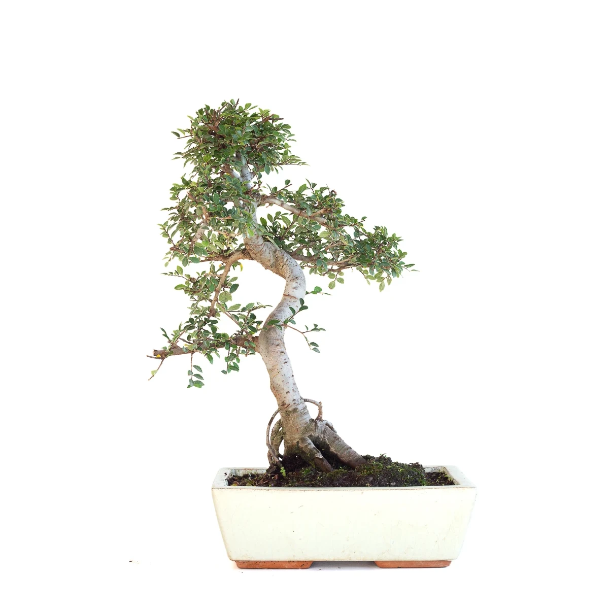 Achat Bonsai en ligne Orme de Chine Zelkova Parvifolia 46 cm Sankaly Bonsai