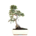 Achat Bonsai en ligne Orme de Chine Zelkova Parvifolia 46 cm Sankaly Bonsai
